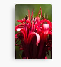 Gymea Lily Canvas Print