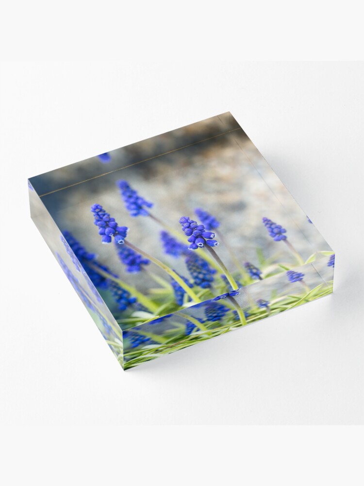 Alternate view of Grape hyacinths flowers in front of stone wall Acrylic Block