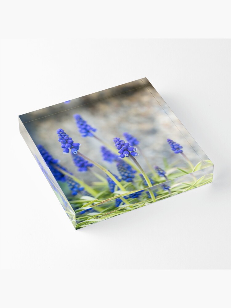 Alternate view of Grape hyacinths flowers in front of stone wall Acrylic Block