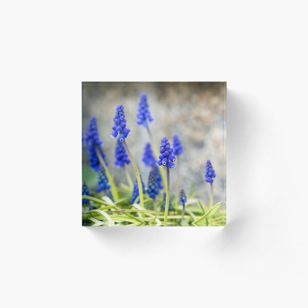 Grape hyacinths flowers in front of stone wall Acrylic Block