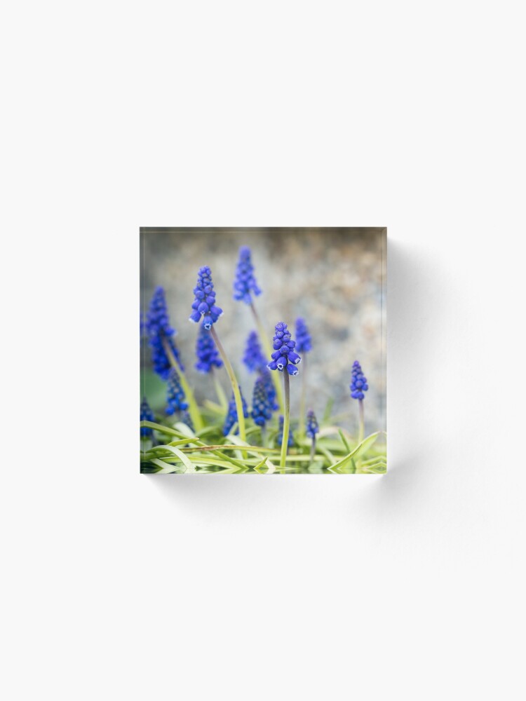 Alternate view of Grape hyacinths flowers in front of stone wall Acrylic Block