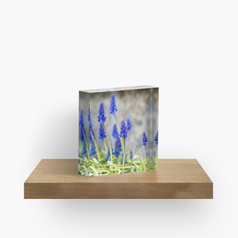 Grape hyacinths flowers in front of stone wall Acrylic Block