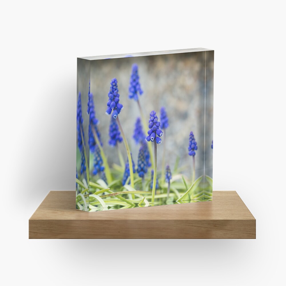 Grape hyacinths flowers in front of stone wall Acrylic Block