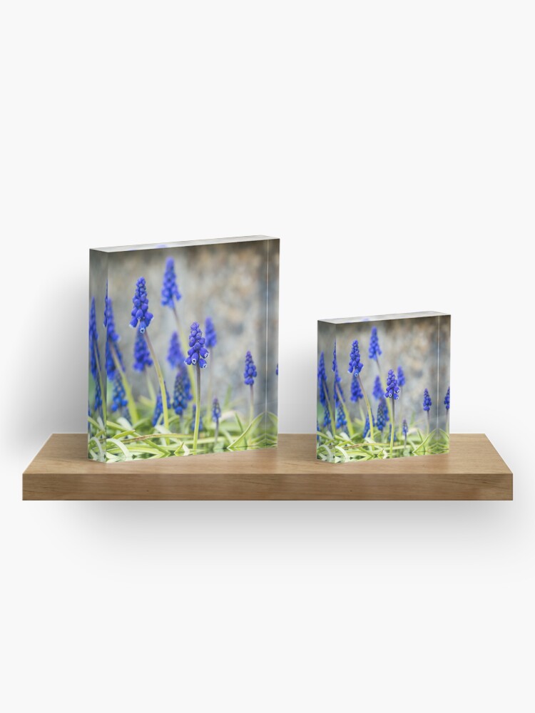 Alternate view of Grape hyacinths flowers in front of stone wall Acrylic Block