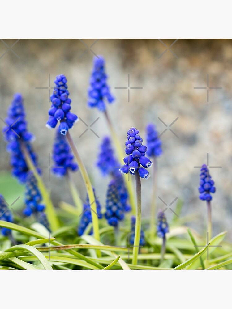 Grape hyacinths flowers in front of stone wall by nobelbunt