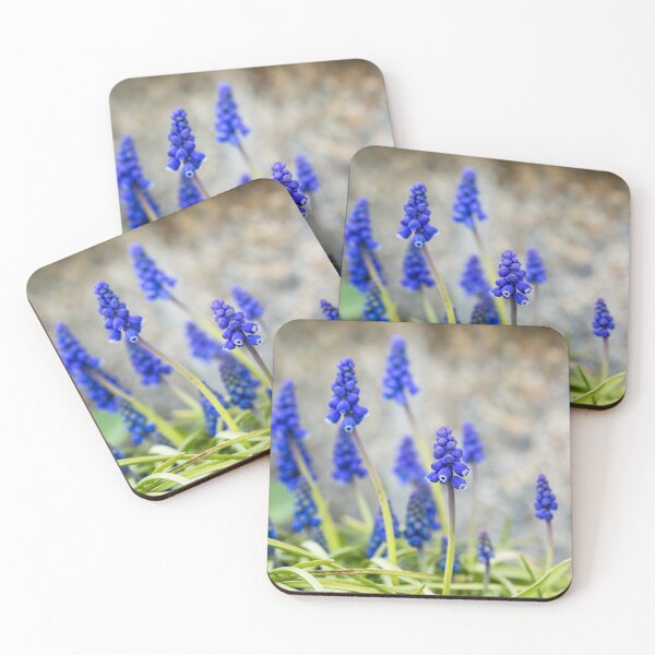 Item preview, Grape hyacinths flowers in front of stone wall designed and sold by Marlene Wagenhofer.
