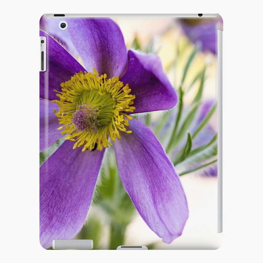 Pulsatilla vulgaris (Kuhschelle) flowers in the garden iPad Case & Skin
