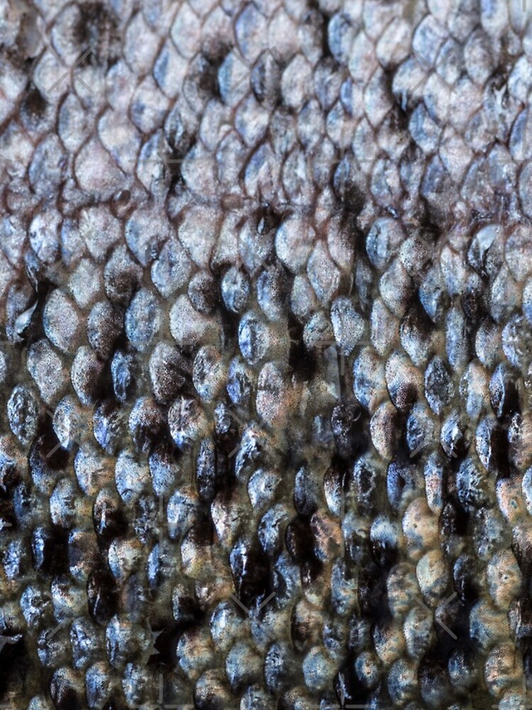 Salmon shed by nobelbunt