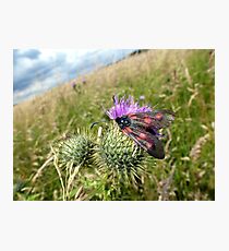 6-Spot Burnet Moth? Photographic Print