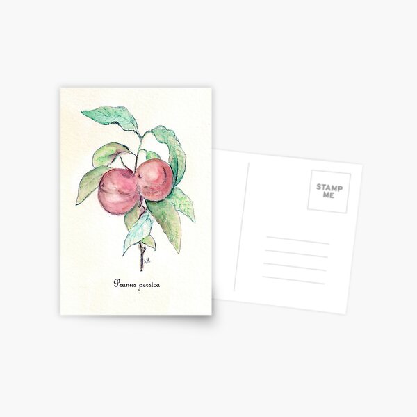 Prunus Persica Postcard