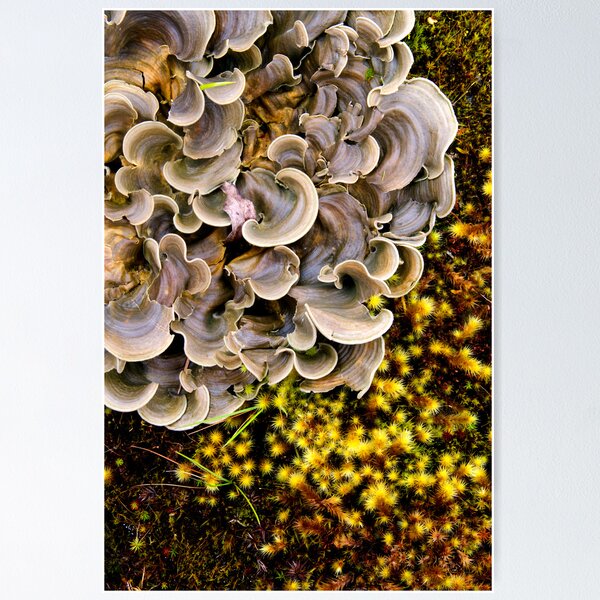 Item preview, Microcosm designed and sold by Walter Quirtmair.