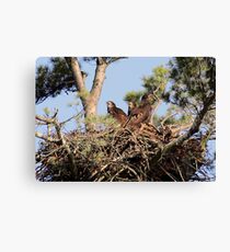 Getting Bigger Canvas Print