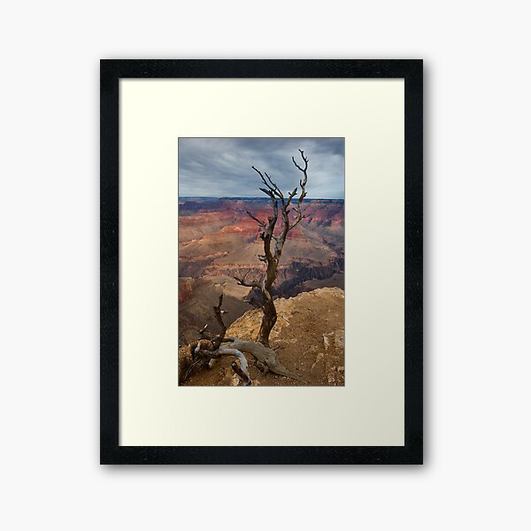 Grand Canyon National Park Old Tree Framed Art Print