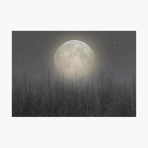The Moon Shines Bright (Birch Moon II) Photographic Print