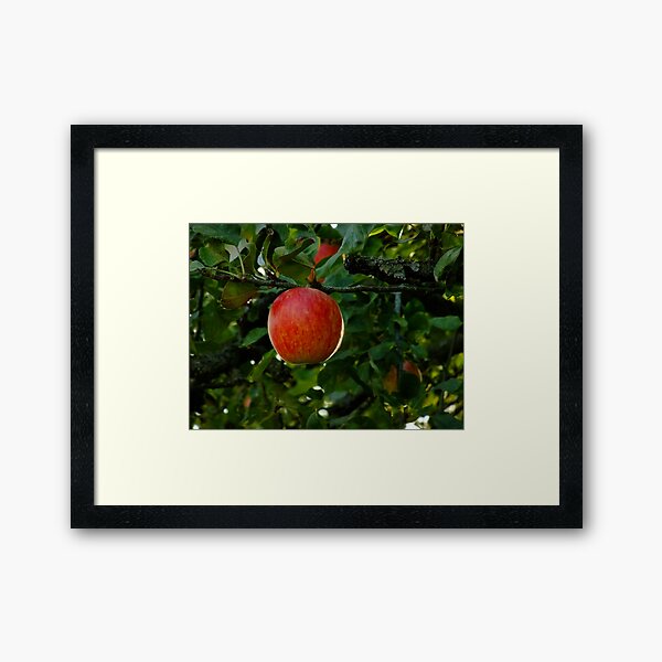 Pick me! Framed Art Print