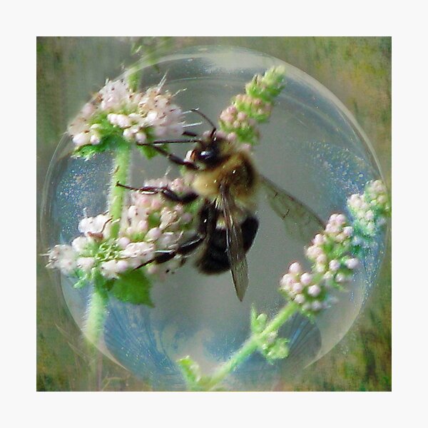 Bubble Bee Photographic Print