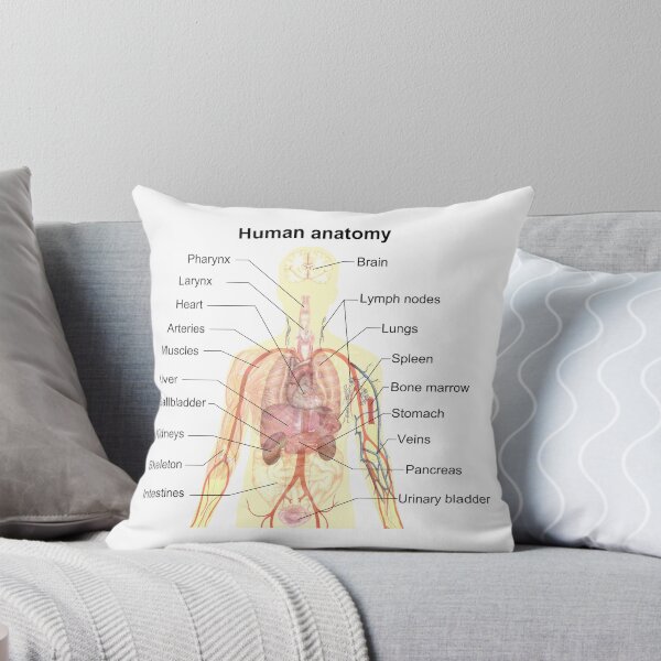 Item preview, Human Anatomy - Study Memorization Aid designed and sold by InvestorQuotes.