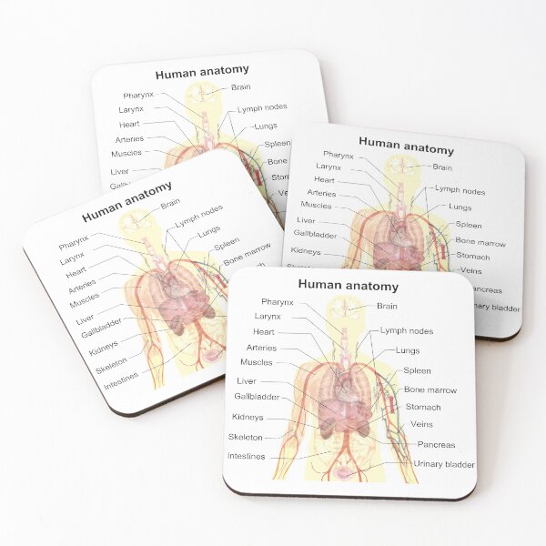 Artikelvorschau, Menschliche Anatomie - Lernhilfe zum Auswendiglernen entworfen und verkauft von InvestorQuotes.
