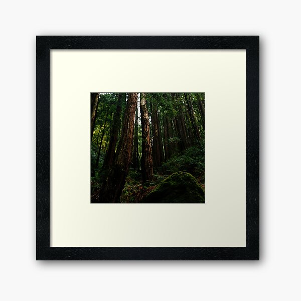 Item preview, Ocean View Trail, Muir Woods (8/15/2010) designed and sold by Rodney Johnson.