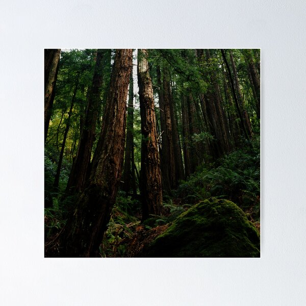 Item preview, Ocean View Trail, Muir Woods (8/15/2010) designed and sold by Rodney Johnson.