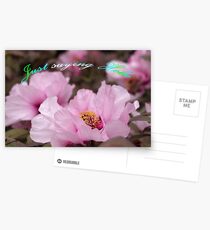 Pink Tree Peonies Postcards