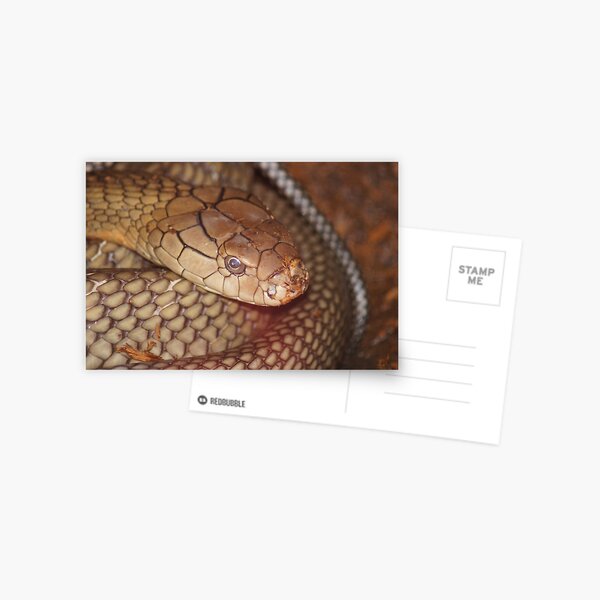 Item preview, You Are Too Close! designed and sold by Lorelle Gromus.