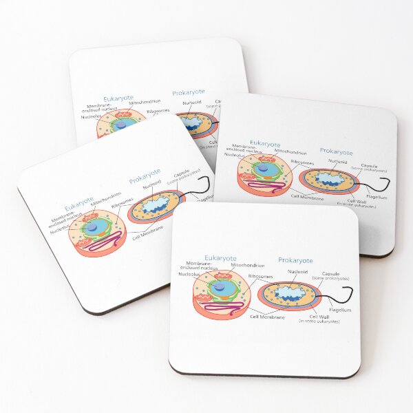 Item preview, Biology- Cell Types Eukaryote Prokaryote designed and sold by InvestorQuotes.