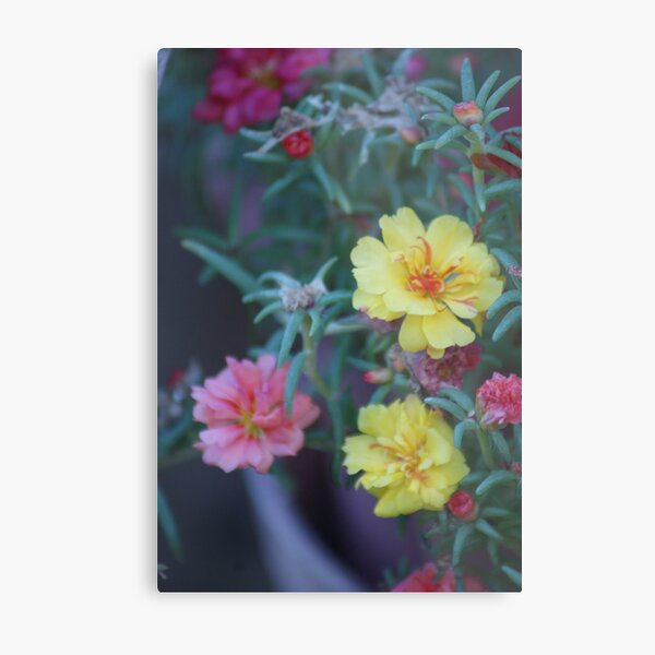 Portulaca Metal Print