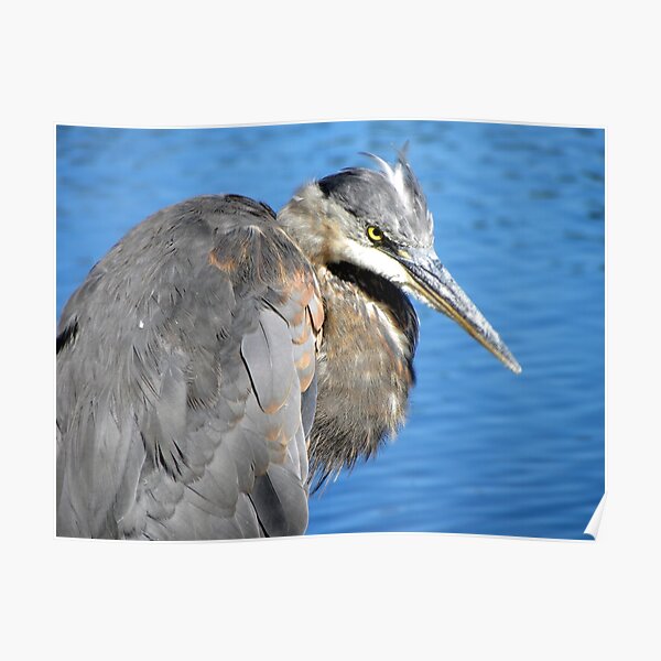 Great blue heron Poster