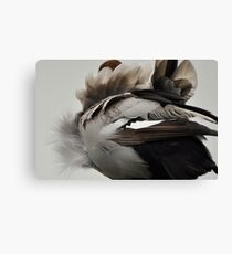 Duck Down - Feather Detail Canvas Print