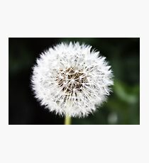 Make A Wish, Dandelion. Photographic Print