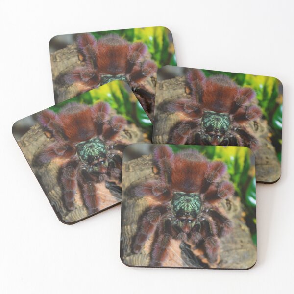 Item preview, Martinique Pink Toe Tarantula designed and sold by Nammu.