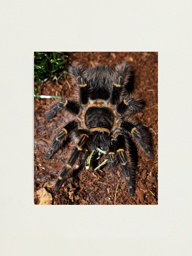 Chaco Golden Knee Tarantula Photographic Print