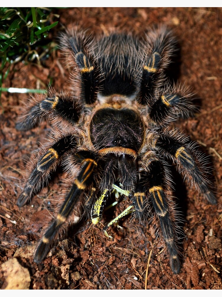 Chaco Golden Knee Tarantula