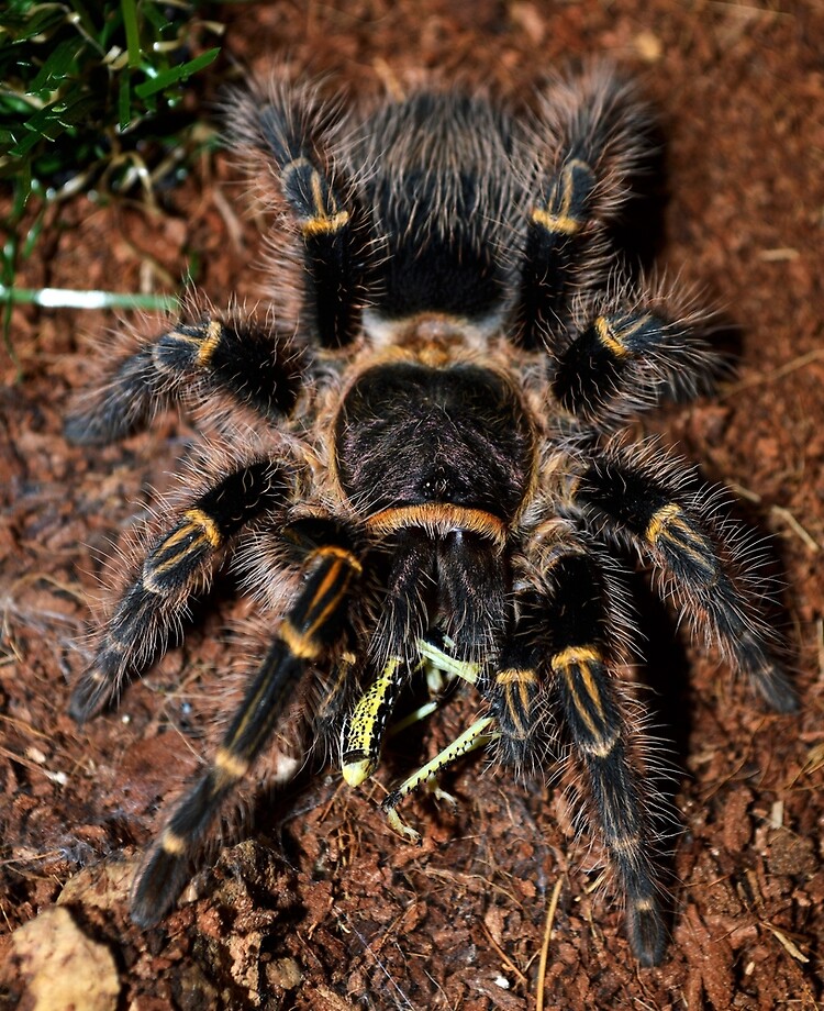 Chaco Golden Knee Tarantula