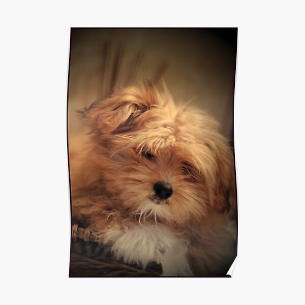 Puppy Love Poster