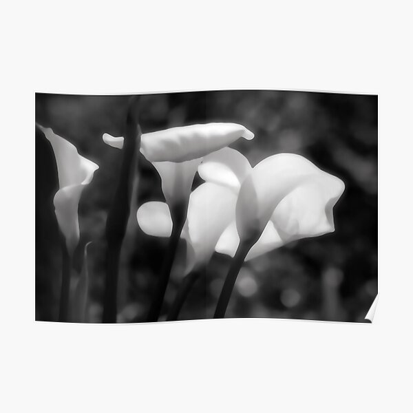 Arum Lillies Poster