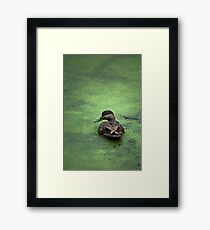 Water Foul Framed Print
