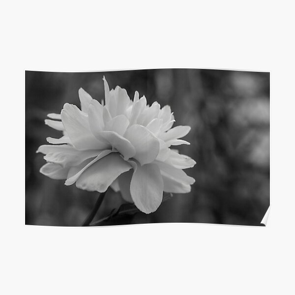 Black and White Flower - Nature Photography Poster