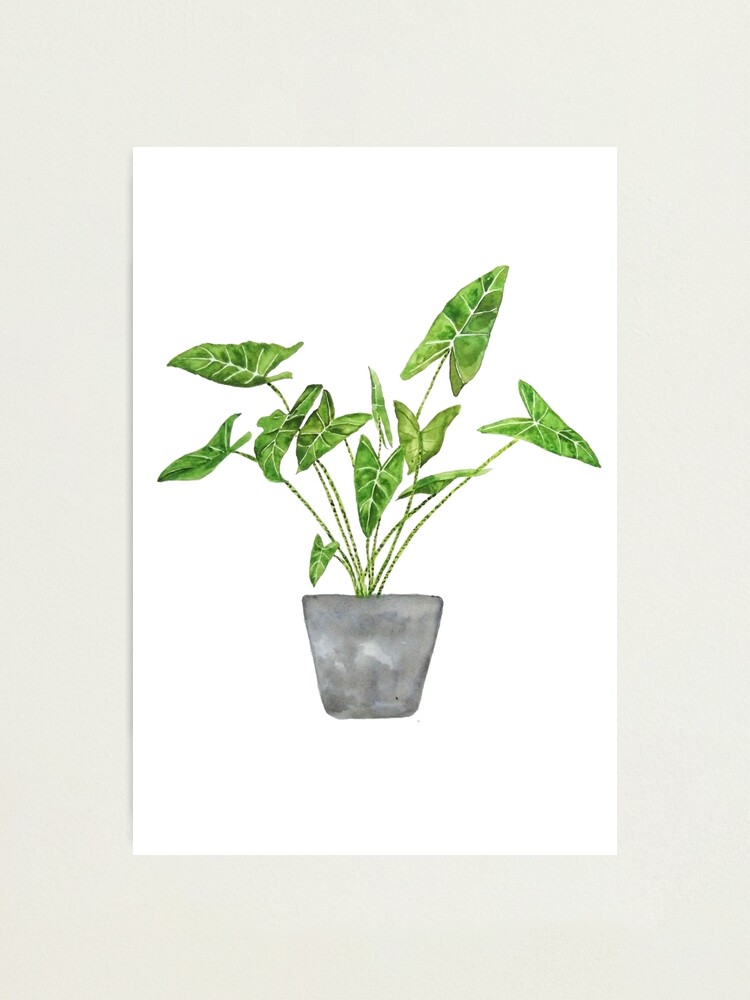 green indoor plant in pot watercolor and ink 1 Pin for Sale by  ColorandColor