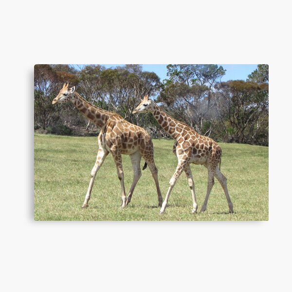 Giraffes - right, we'll go this way then! Canvas Print