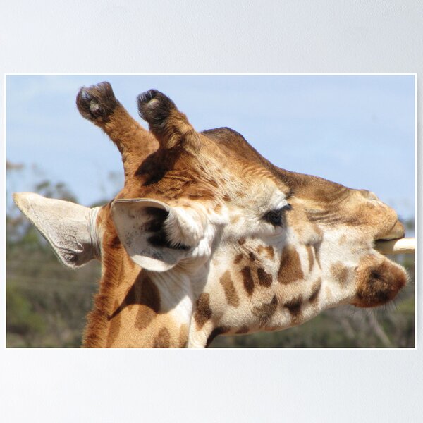 Item preview, Giraffes - close up and personal designed and sold by Art by Jenny.