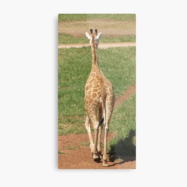 Giraffes - see ya later alligator Metal Print