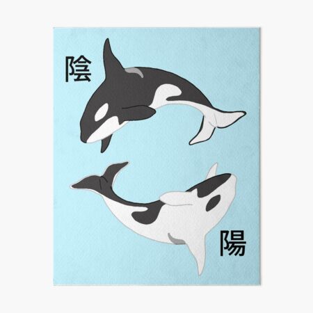 “Yin and Yang Orcas” Art Board Print by Marie-Luise | Redbubble