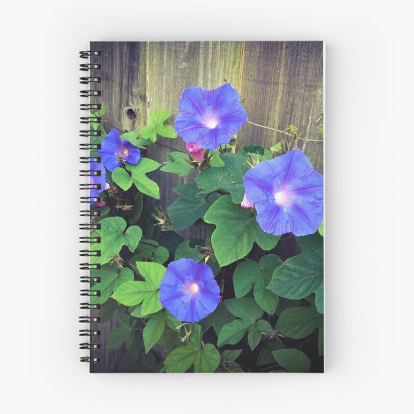 Item preview, Morning Glories on the Fence designed and sold by Barbara E Wyeth.