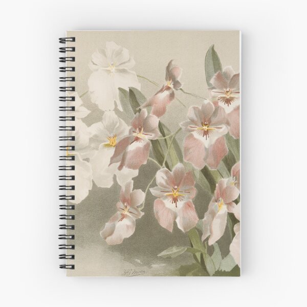Item preview, Antique botany: drawing of white and pink orchid designed and sold by AntiqueScience.