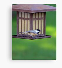 The Humble Sparrow Canvas Print