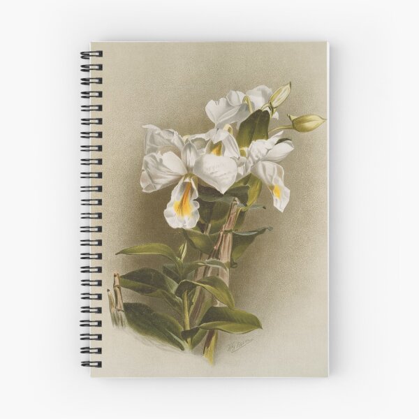Item preview, Antique botany: drawing of white and yellow orchid designed and sold by AntiqueScience.