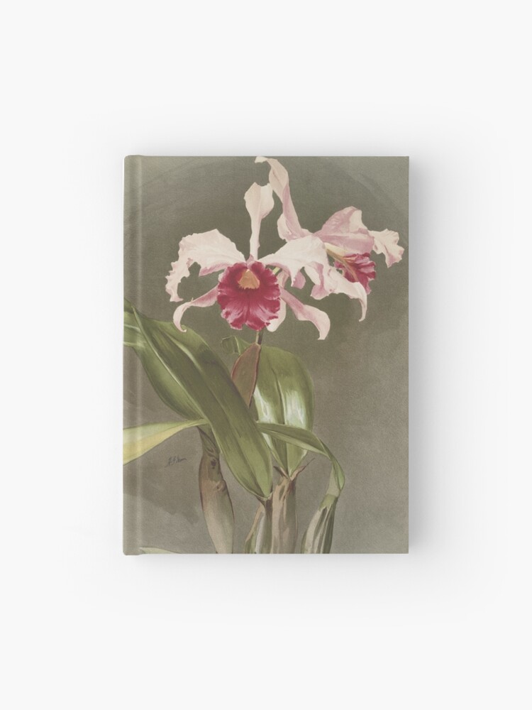 Carnet cartonné « Botanique antique: dessin de belle fleur rose et rouge  (orchidée Cattleya arnoldiana) », par AntiqueScience | Redbubble