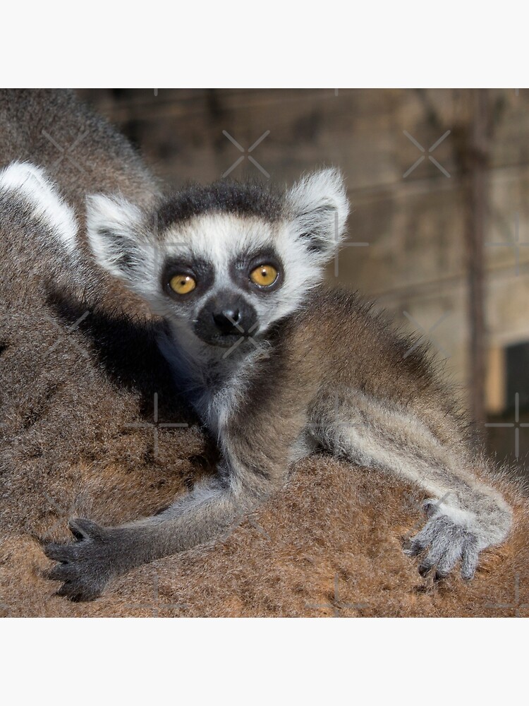 Adopt a Lemur Program - Duke Lemur Center